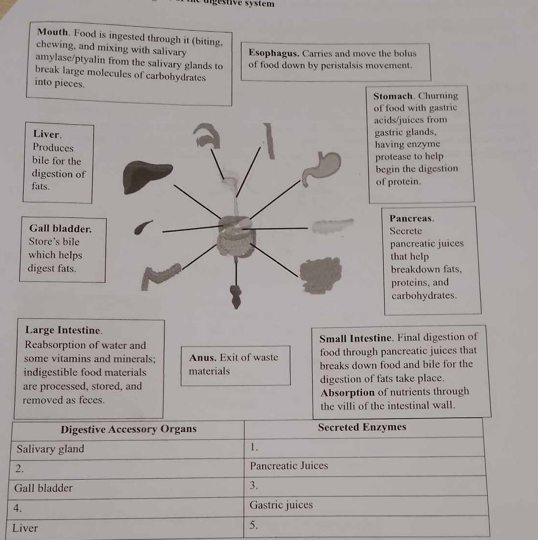 ungéstive system 
Mouth. Food is ingested through it (biting, 
chewing, and mixing with salivary 
Esophagus. Carries and move the bolus 
amylase/ptyalin from the salivary glands to of food down by peristalsis movement. 
break large molecules of carbohydrates 
into pieces. 
Stomach. Churning 
of food with gastric 
acids/juices from 
Liver.gastric glands, 
Produces 
having enzyme 
bile for the 
protease to help 
digestion ofbegin the digestion 
fats.of protein. 
Pancreas. 
Gall bladder. Secrete 
Store's bile 
pancreatic juices 
which helpsthat help 
digest fats.breakdown fats, 
proteins, and 
carbohydrates. 
Large Intestine. 
Reabsorption of water and Small Intestine. Final digestion of 
some vitamins and minerals; Anus. Exit of waste food through pancreatic juices that 
indigestible food materials materials breaks down food and bile for the 
are processed, stored, and digestion of fats take place. 
removed as feces. Absorption of nutrients through 
the villi of the intestinal wall.