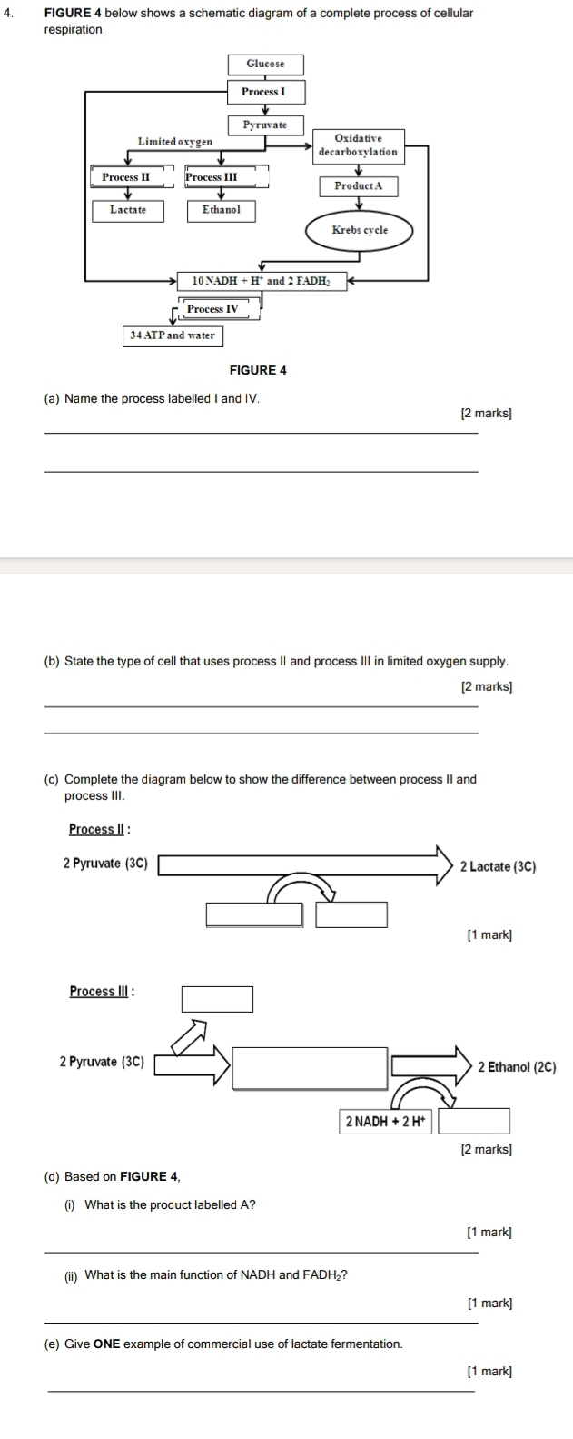 FIGURE 4 below shows a schematic diagram of a complete process of cellular
respiration.
(a) Name the process labelled I and IV
[2 marks]
_
_
(b) State the type of cell that uses process II and process III in limited oxygen supply.
[2 marks]
_
_
(c) Complete the diagram below to show the difference between process II and
process III.
Process II :
2 Pyruvate (3C) 2 Lactate (3C)
[1 mark]
(d) Based on FIGURE 4,
(i) What is the product labelled A?
[1 mark]
_
(ii) What is the main function of NADH and FADH₂?
[1 mark]
_
(e) Give ONE example of commercial use of lactate fermentation.
[1 mark]
_