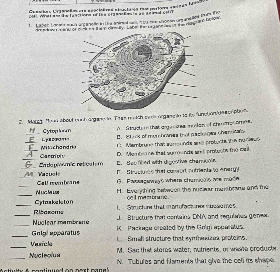 microscope
Question: Organelles are specialized structures that perform various functic
cell. What are the functions of the organelles in an animal cell?
1. Label: Locate each organelle in the animal cell. You can choose organelles from the
dropdown menuthem directly. Label the organelles in the diagram below,
2. Match: Read about each organelle. Then match each organelle to its function/description.
Cytoplasm A. Structure that organizes motion of chromosomes.
_Lysosome B. Stack of membranes that packages chemicals.
_Mitochondria C. Membrane that surrounds and protects the nucleus.
_
_Centriole D. Membrane that surrounds and protects the cell.
_
Endoplasmic reticulum E. Sac filled with digestive chemicals.
_
Vacuole F. Structures that convert nutrients to energy.
_
Cell membrane G. Passageways where chemicals are made.
_
Nucleus H. Everything between the nuclear membrane and the
cell membrane.
_Cytoskeleton
I. Structure that manufactures ribosomes.
Ribosome
_
_Nuclear membrane J. Structure that contains DNA and regulates genes.
K. Package created by the Golgi apparatus.
_Golgi apparatus
L. Small structure that synthesizes proteins.
_
Vesicle
M. Sac that stores water, nutrients, or waste products.
_
Nucleolus
N. Tubules and filaments that give the cell its shape.
Activity A continued on next page)