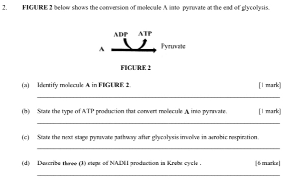 FIGURE 2 below shows the conversion of molecule A into pyruvate at the end of glycolysis. 
ADP ATP 
A 
Pyruvate 
FIGURE 2 
(a) Identify molecule A in FIGURE 2. [1 mark] 
_ 
(b) State the type of ATP production that convert molecule A into pyruvate. [1 mark] 
_ 
(c) State the next stage pyruvate pathway after glycolysis involve in aerobic respiration. 
_ 
(d) Describe three (3) steps of NADH production in Krebs cycle . [6 marks] 
_