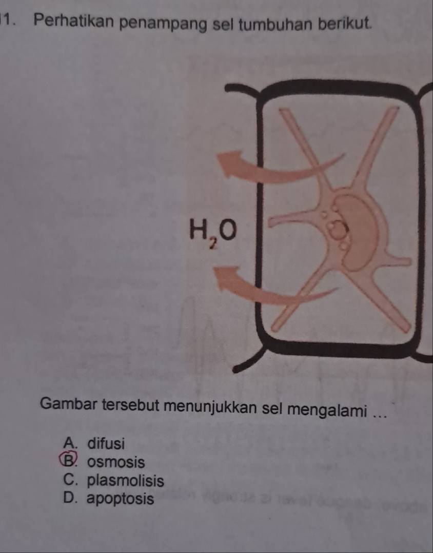 Perhatikan penampang sel tumbuhan berikut.
Gambar tersebut menunjukkan sel mengalami ...
A. difusi
B osmosis
C. plasmolisis
D. apoptosis