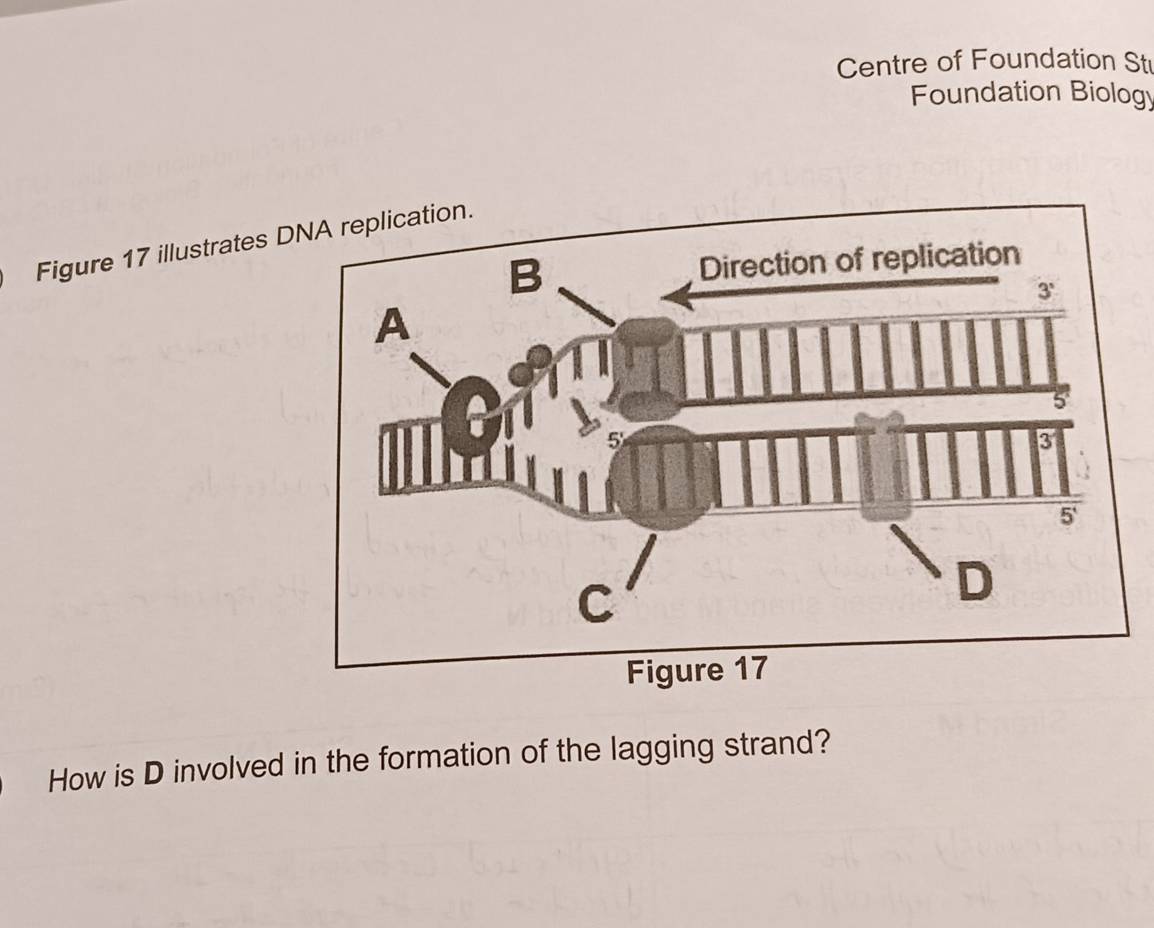 Centre of Foundation St
Foundation Biology
Figure 17 illustrates 
How is D involved in the formation of the lagging strand?