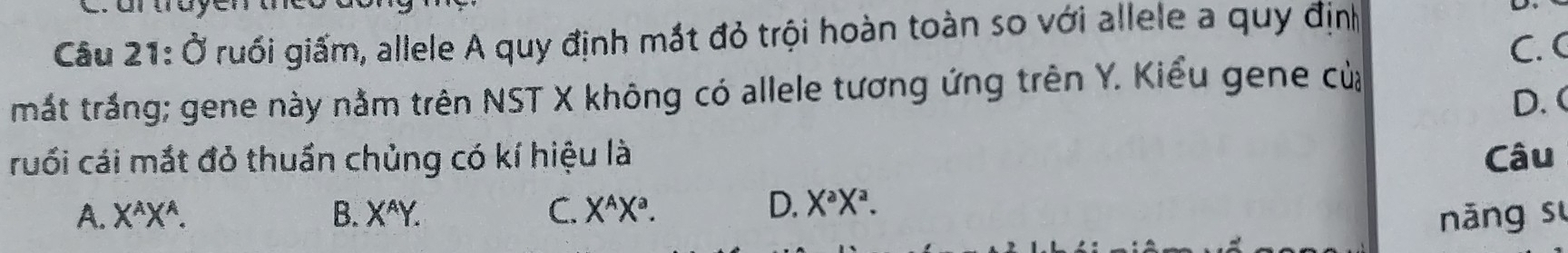 Ở ruồi giấm, allele A quy định mắt đỏ trội hoàn toàn so với allele a quy định
C. (
mắt trắng; gene này nằm trên NST X không có allele tương ứng trên Y. Kiểu gene của
D.(
ruối cái mắt đỏ thuần chủng có kí hiệu là Câu
D. X^aX^a.
A. X^AX^A. B. X^AY. C. X^AX^a. nǎng sự