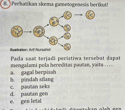 )Perhatikan skema gametogenesis berikut!
Pada saat terjadi peristiwa tersebut dapat
mengalami pola hereditas pautan, yaitu . . . .
a. gagal berpisah
b. pindah silang
c. pautan seks
d. pautan gen
e. gen letal