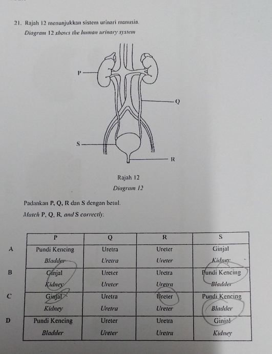 Rajah 12 menunjukkan sistem urinari manusia. 
Diagram 12 shows the human urinary system 
Padankan P, Q, R dan S dengan betul. 
Match P, Q, R, and S correctly.