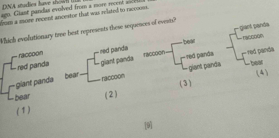 DNA studies have showl u.
ago. Giant pandas evolved from a more recent ancestu
from a more recent ancestor that was related to raccoons.
giant panda
Which evolutionary tree best represents these sequences of events?
raccoon
red panda bear raccoon
red panda raccoon
red panda
giant panda
red panda
giant panda bear
raccoon giant panda bear
( 4 )
( 3 )
bear
( 2 )
(1)
[9]