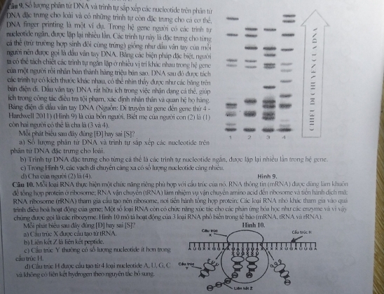 Số lượng phân từ DNA và trình tự sắp xếp các nucleotide trên phân tử
DNA đặc trưng cho loài và có những trình tự còn đặc trung cho cả cơ thể, =
DNA finger printing là một ví dụ. Trong hen gene người có các trình tự
nucleotide ngăn, được lặp lại nhiều lân. Các trình tự này là đặc trưng cho từng =
cá thể (trừ trường hợp sinh đôi cùng trừng) giống như dầu vân tay của mỗi
người nên được gọi là dầu vân tay DNA. Bảng các biện pháp đặc biệt, người
=
ta có thể tách chiết các trình tự ngắn lặp ở nhiều vị trí khác nhau trong hệ gene
của một người rồi nhân bản thành hàng triệu bản sao. DNA sau đó được tách
các trình tự có kích thước khác nhau, có thể nhìn thấy được như các băng trên
bản điện di, Dầu văn tay DNA rắt hữu ích trong việc nhận dạng cá thẻ. giúp
ích trong công tác điều tra tội phạm, xác định nhân thân và quan hệ họ hàng.
Bảng điện di dầu vân tay DNA (Nguồn: Di truyền từ gene đến gene thứ 4 -
Hardwell 2011) (Hình 9) là của bốn người. Biết mẹ của người con (2) là (1)
còn hai người có thể là cha là (3 và 4).

Mỗi phát biểu sau đây đủng [Đ] hay sai [S]?
1 2 3 4
a) Số lượng phân tử DNA và trình tự sắp xếp các nucleotide trên
phân từ DNA đặc trưng cho loài.
b) Trình tự DNA đặc trưng cho từng cả thể là các trình tự nucleotide ngắn, được lập lại nhiều lần trong hệ gene.
c) Trong Hình 9, các vạch di chuyển cảng xa có số lượng nucleotide càng nhiều
d) Cha của người (2) là (4). Hinh 9.
Câu 10. Mỗi loại RNA thực hiện một chức năng riêng phù hợp với cầu trúc của nó. RNA thông tin (mRNA) được đùng làm khuôn
để tổng hợp protein ở ribosome; RNA vận chuyên (tRNA) làm nhiệm vụ vận chuyên amino acid đến ribosome và tiền hành dịch mã:
RNA ribosome (rRNA) tham gia cầu tạo nên ribosome, nơi tiền hành tổng hợp protein: Các loại RNA nhỏ khác tham gia vào quả
trình điều hoà hoạt động của gene: Một số loại RNA còn có chức năng xúc tác cho các phản ứng hóa học như các enzyme và vì vậy
chúng được gọi là các ribozyme. Hình 10 mô tả hoạt động của 3 loại RNA phố biển trong tế bào (mRNA, tRNA và rRNA).
Mỗi phát biểu sau đây đúng [Đ] hay sai [S]?
a) Cầu trúc X được cầu tạo từ tRNA. 
b) Liên kết Z là liên kết peptide.
c) Cầu trúc Y thường có số lượng nucleotide ít hơn tron
cầu trúc H. 
d) Cầu trúc H được cầu tạo từ 4 loại nucleotide A, U, G, 
và không có liên kết hydrogen theo nguyên tắc bỏ sung.