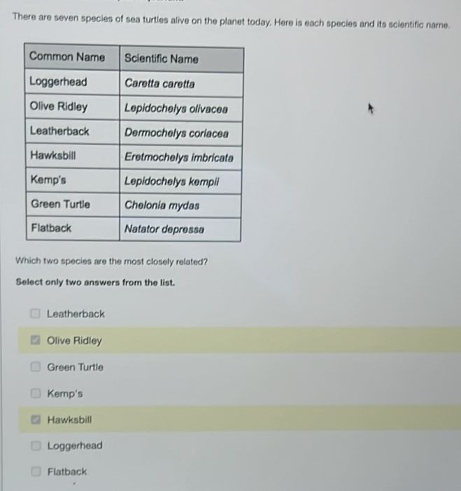 There are seven species of sea turtles alive on the planet today. Here is each species and its scientific name.
Which two species are the most closely related?
Select only two answers from the list.
Leatherback
Olive Ridley
Green Turtle
Kemp's
Hawksbill
Loggerhead
Flatback