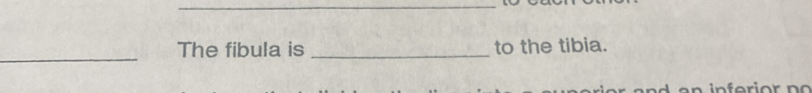 The fibula is _to the tibia.