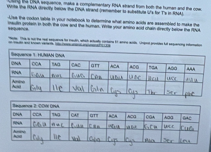 Using the DNA sequence, make a complementary RNA strand from both the human and the cow. 
Write the RNA directly below the DNA strand (remember to substitute U's for T's in RNA). 
-Use the codon table in your notebook to determine what amino acids are assembled to make the 
insulin protein in both the cow and the human. Write your amino acid chain directly below the RNA 
sequence. 
"Note: This is not the real sequence for insulin, which actually contains 51 amino acids. Uniprot provides full sequencing information 
on insulin and known variants: htls://www.uniprot.org/uniprot/P01308