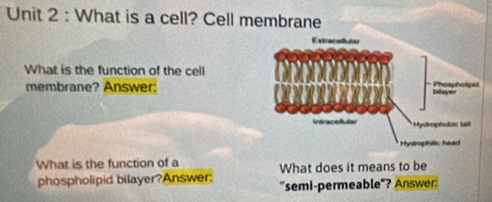 What is a cell? Cell membrane 
What is the function of the cell 
membrane? Answer: 
What is the function of a 
phospholipid bilayer?Answer: What does it means to be 
"semi-permeable"? Answer: