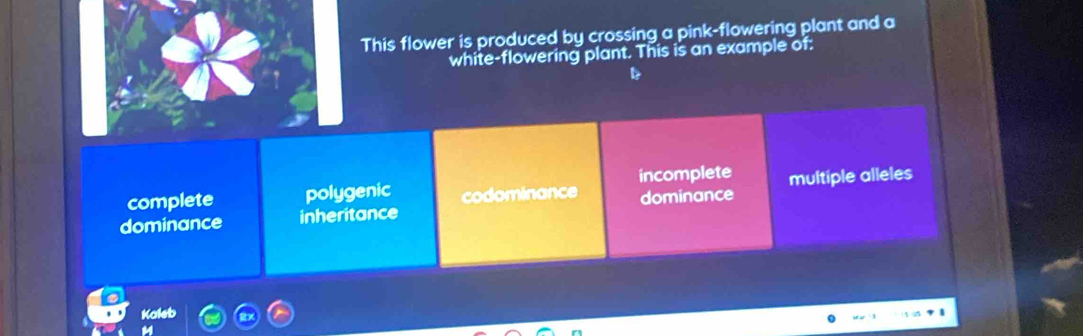 This flower is produced by crossing a pink-flowering plant and a
white-flowering plant. This is an example of:
complete polygenic codominance incomplete multiple alleles
dominance inheritance dominance
Kalet
M