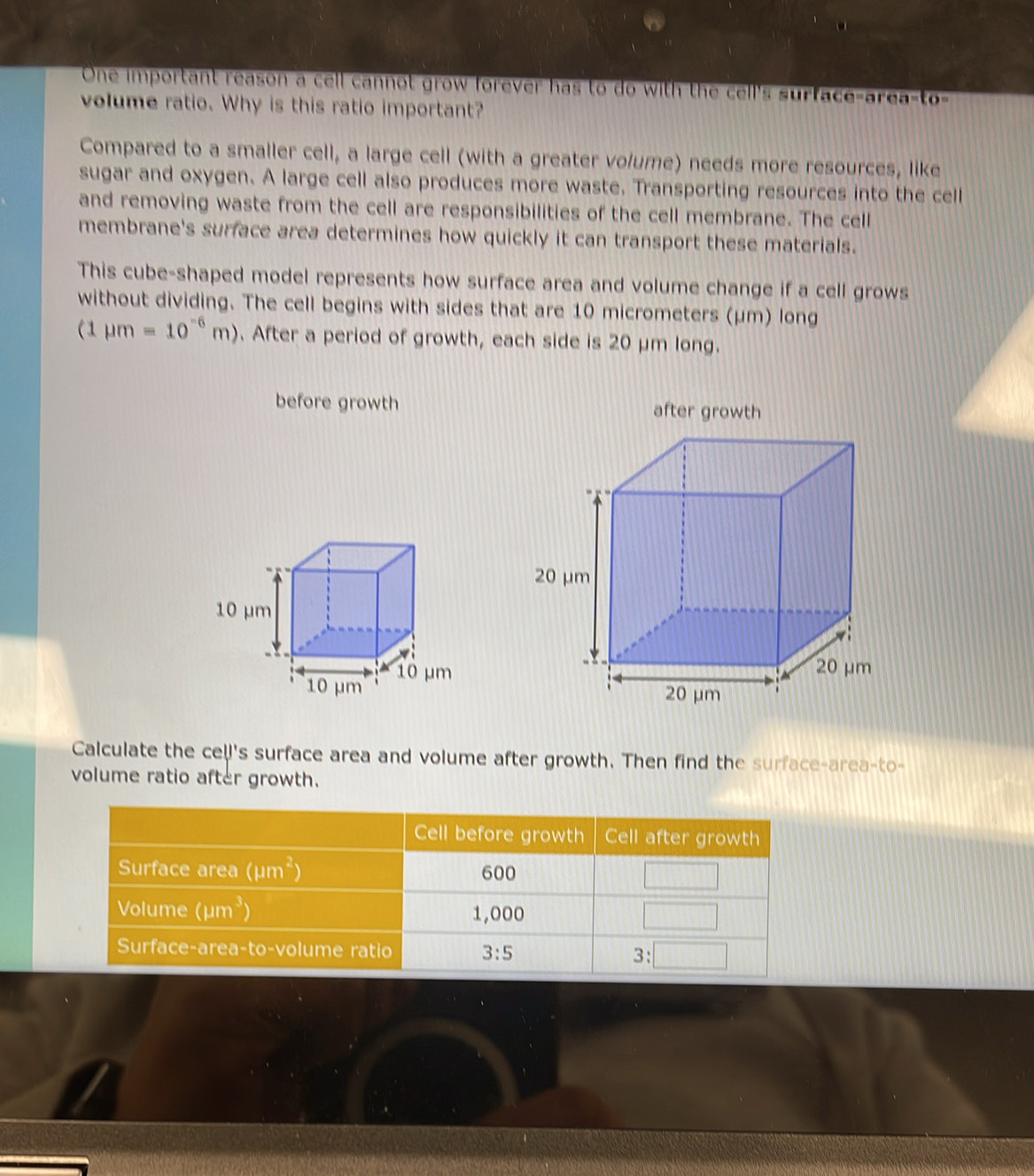 One important reason a cell cannot grow forever has to do with the cell's surface-area-to-
volume ratio. Why is this ratio important?
Compared to a smaller cell, a large cell (with a greater volume) needs more resources, like
sugar and oxygen. A large cell also produces more waste, Transporting resources into the cell
and removing waste from the cell are responsibilities of the cell membrane. The cell
membrane's surface area determines how quickly it can transport these materials.
This cube-shaped model represents how surface area and volume change if a cell grows
without dividing. The cell begins with sides that are 10 micrometers (μm) long
(1mu m=10^(-6)m). After a period of growth, each side is 20 μm long.
before growth after growth
Calculate the cell's surface area and volume after growth. Then find the surface-area-to-
volume ratio after growth.
