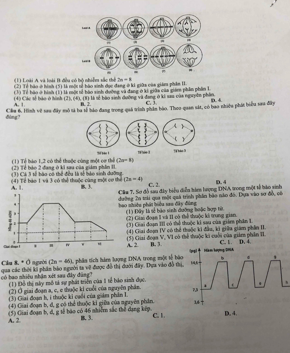 (1) Loài A và loài B đều có bộ nhiễm sắc thể 2n=8
(2) Tế bào ở hình (5) là một tế bào sinh dục đang ở kì giữa của giảm phân II.
(3) Tế bảo ở hình (1) là một tế bảo sinh dưỡng và đang ở kì giữa của giảm phân phân I.
(4) Các tế bào ở hình (2), (4), (8) là tế bào sinh dưỡng và đang ở kì sau của nguyên phân.
D. 4.
A. 1. B. 2. C. 3.
Câu 6. Hình về sau đây mô tả ba tế bảo đang trong quá trình phân bảo. Theo quan sát, có bao nhiêu phát biểu sau đây
đúng?
Tế bào 1 Tế bào 2 Tế bào 3
(1) Tế bào 1,2 có thể thuộc cùng một cơ thể (2n=8)
(2) Tế bào 2 đang ở kì sau của giảm phân II.
(3) Cả 3 tế bào có thể đều là tế bào sinh dưỡng.
(4) Tế bào 1 và 3 có thể thuộc cùng một cơ thể (2n=4) D. 4
A. 1. B. 3. C. 2.
Câu 7. Sơ đồ sau đây biểu diễn hàm lượng DNA trong một tế bào sinh
5
4 dưỡng 2n trải qua một quá trình phân bào nào đó. Dựa vào sơ đồ, có
bao nhiêu phát biểu sau đây đúng
3
(1) Đây là tế bào sinh dưỡng hoặc hợp tử.
(2) Giai đoạn I và II có thể thuộc kì trung gian.
2
(3) Giai đoạn III có thể thuộc kì sau của giảm phân I.
1
(4) Giai đoạn IV có thể thuộc kì đầu, kì giữa giảm phân II.
。 (5) Giai đoạn V, VI có thể thuộc kì cuối của giảm phân II.
Giai đoạn I 1 m IV v v1 A. 2. B. 3.
C. 1. D. 4.
(pg) Hàm lượng DNA
Câu 8. * Ở người (2n=46) , phân tích hàm lượng DNA trong một tế bào
b d 9
qua các thời kì phân bào người ta vẽ được đồ thị dưới đây. Dựa vào đồ thị, 14,6
có bao nhiêu nhận xét sau đây đúng?
(1) Đồ thị này mô tả sự phát triển của 1 tế bào sinh dục.
e h
(2) Ở giai đoạn a, c, e thuộc kì cuối của nguyên phân. 7,3 a
(3) Giai đoạn h, i thuộc kì cuối của giảm phân I.
(4) Giai đoạn b, d, g có thể thuộc kì giữa của nguyên phân.
3,6
(5) Giai đoạn b, d, g tế bào có 46 nhiễm sắc thể dạng kép. D. 4.
A. 2. B. 3.
C. 1.