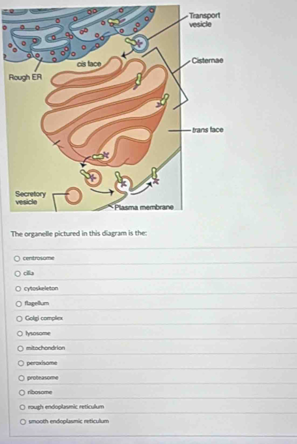 centrosome
ca
cytoskeleton
flagellum
Golgi complex
lysosome
mitochondrion
peraxisome
proteasome
ribosome
rough endoplasmic reticulum
smooth endoplasmic reticulum