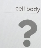 cell body 
?