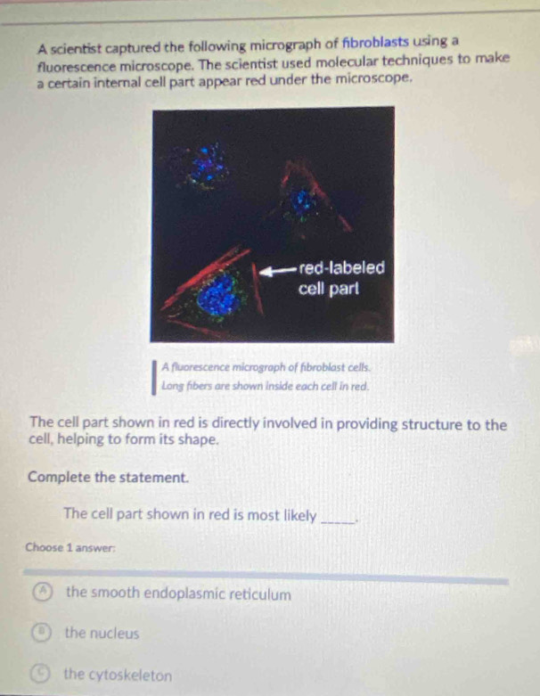 A scientist captured the following micrograph of fibroblasts using a
fluorescence microscope. The scientist used molecular techniques to make
a certain internal cell part appear red under the microscope.
A fluorescence micrograph of fibroblast cells.
Long fibers are shown inside each cell in red.
The cell part shown in red is directly involved in providing structure to the
cell, helping to form its shape.
Complete the statement.
The cell part shown in red is most likely_
Choose 1 answer:
the smooth endoplasmic reticulum
the nucleus
the cytoskeleton