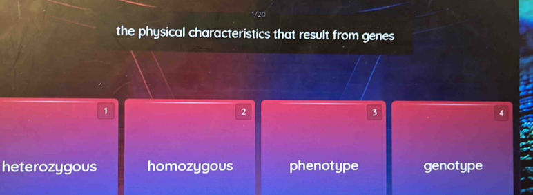 1/20
the physical characteristics that result from genes
1
2
3
4
heterozygous homozygous phenotype genotype