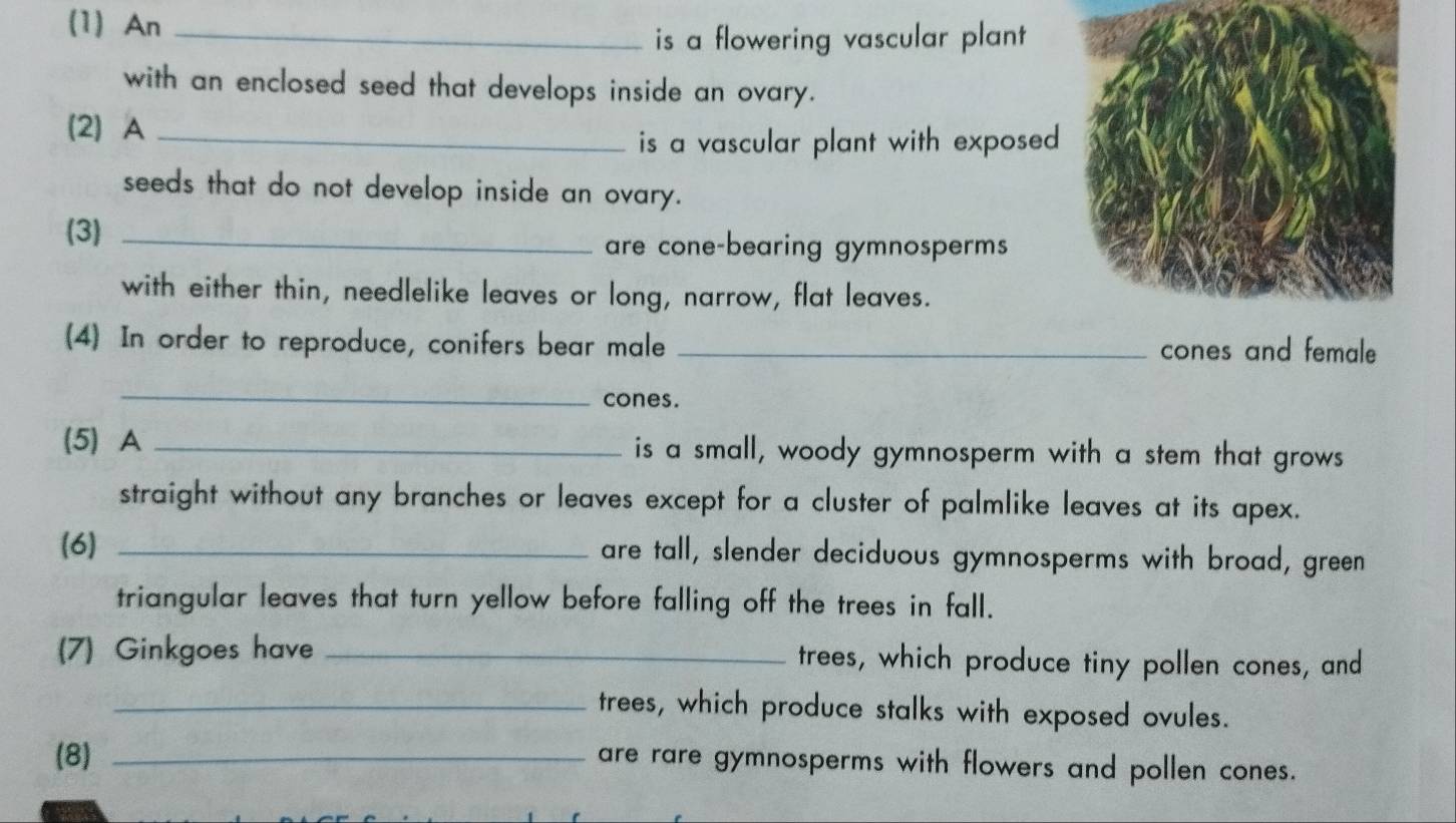 (1)An_ 
is a flowering vascular plant . 
with an enclosed seed that develops inside an ovary. 
(2) A_ 
is a vascular plant with exposed 
seeds that do not develop inside an ovary. 
(3)_ 
are cone-bearing gymnosperms 
with either thin, needlelike leaves or long, narrow, flat leaves. 
(4) In order to reproduce, conifers bear male _cones and female 
_ 
cones. 
(5) A _is a small, woody gymnosperm with a stem that grows 
straight without any branches or leaves except for a cluster of palmlike leaves at its apex. 
(6) _are tall, slender deciduous gymnosperms with broad, green 
triangular leaves that turn yellow before falling off the trees in fall. 
(7) Ginkgoes have _trees, which produce tiny pollen cones, and 
_trees, which produce stalks with exposed ovules. 
(8)_ 
are rare gymnosperms with flowers and pollen cones.