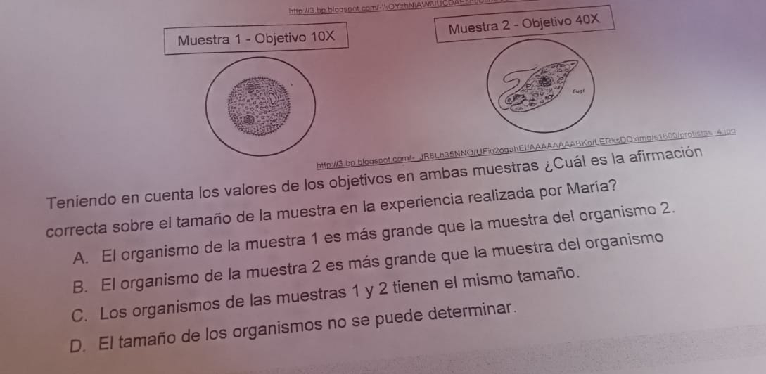 Muestra 1 - Objetivo 10X Muestra 2 - Objetivo 40X
http://3.bp.bloqspot.com/- JR8Lh35NNQ/UFio2ogahEl/AAAAAAAABKo/LERksDQxjmg/s1600/protistss 4.jpg
Teniendo en cuenta los valores de los objetivos en ambas muestras ¿Cuál es la afirmación
correcta sobre el tamaño de la muestra en la experiencia realizada por María?
A. El organismo de la muestra 1 es más grande que la muestra del organismo 2.
B. El organismo de la muestra 2 es más grande que la muestra del organismo
C. Los organismos de las muestras 1 y 2 tienen el mismo tamaño.
D. El tamaño de los organismos no se puede determinar.