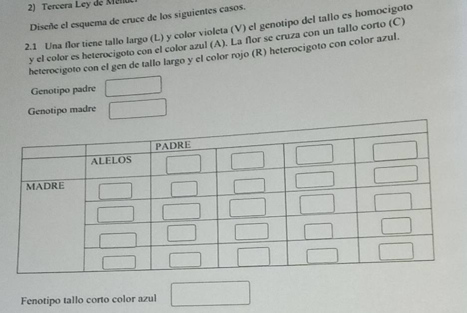 Tercera Ley de Mend 
Diseñe el esquema de cruce de los siguientes casos. 
2.1 Una flor tiene tallo largo (L) y color violeta (V) el genotipo del tallo es homocigoto 
y el color es heterocigoto con el color azul (A). La flor se cruza con un tallo corto (C) 
heterocigoto con el gen de tallo largo y el color rojo (R) heterocigoto con color azul. 
Genotipo padre 
Genotipo madre 
Fenotipo tallo corto color azul