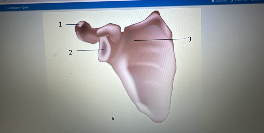 2.3 Anatomy Quiz