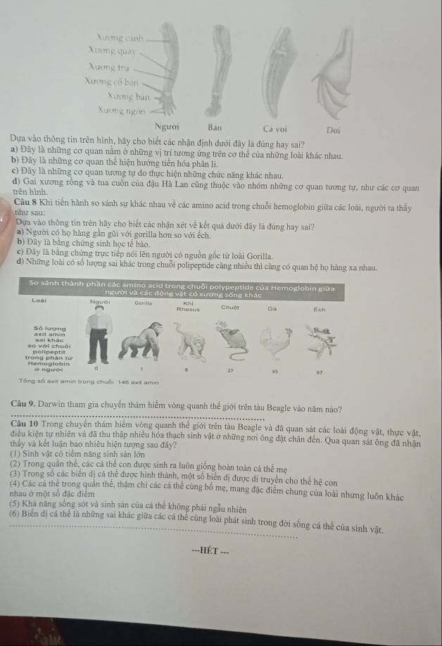 Dựa vào thôngình, hãy cho biết các nhận định dưới đây là đúng hay sai?
a) Đây là những cơ quan nằm ở những vị trí tương ứng trên cơ thể của những loài khác nhau.
b) Đây là những cơ quan thể hiện hướng tiến hóa phân li.
c) Đây là những cơ quan tương tự do thực hiện những chức năng khác nhau.
d) Gai xương rồng và tua cuốn của đậu Hà Lan cũng thuộc vào nhóm những cơ quan tương tự, như các cơ quan
trên hình
Câu 8 Khi tiền hành so sánh sự khác nhau về các amino acid trong chuỗi hemoglobin giữa các loài, người ta thấy
nhi sau:
Dựa vào thông tin trên hãy cho biết các nhận xét về kết quá dưới đây là đúng hay sai?
a) Người có họ hàng gần gũi với gorilla hơn so với ếch,
b) Đây là bằng chứng sinh học tế bào.
c) Đây là bằng chứng trực tiếp nói lên người có nguồn gốc từ loài Gorilla.
d) Những loài có số lượng sai khác trong chuỗi polipeptide càng nhiều thì càng có quan hệ họ hàng xa nhau.
So sánh thành phần các amino acid trong chuỗi polypeptide của Hemoglobin giữa
người và các động vật có xương sống khác
Loài Người Gecilla Rhesus khi Chuột Ga Ech
Sò lượng axit amin
sai khảc
so với chuái polipeptit
trong phân từ Hemoglobin
or ng uor a ' B 2 45 67
Tổng số axit amin trong chuội 146 axit amin
_
Câu 9. Darwin tham gia chuyển thăm hiểm vòng quanh thể giới trên tàu Beagle vào năm nào?
Câu 10 Trong chuyển thám hiểm vòng quanh thế giới trên tàu Beagle và đã quan sát các loài động vật, thực vật,
điều kiện tự nhiên và đã thu thập nhiêu hóa thạch sinh vật ở những nơi ông đặt chân đến. Qua quan sát ông đã nhận
thầy và kết luận bao nhiêu hiện tượng sau đây?
(1) Sinh vật có tiểm năng sinh sản lớn
(2) Trong quân thể, các cá thể con được sinh ra luôn giống hoán toàn cá thể mẹ
(3) Trong số các biến đị cá thể được hình thành, một số biến dị được di truyền cho thể hệ con
(4) Các cá thể trong quần thể, thậm chí các cá thể cùng bố mẹ, mang đặc điểm chung của loài nhưng luôn khác
nhau ở một số đặc điểm
(5) Khá năng sống sót và sinh sản của cá thể không phái ngẫu nhiên
(6) Bien dị cá thể là những sai khác giữa các cá thể cùng loài phát sinh trong đời sống cá thể của sinh vật.
---HÉT . .