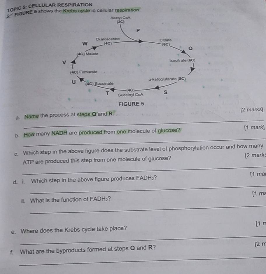 TOPIC 5: CELLULAR RESPIRATION 
S* FIGURE 5 shows the Krebs cycle in cellular respiration. 
_ 
a. Name the process at steps Q and R. [2 marks] 
_ 
b. How many NADH are produced from one molecule of glucose? [1 mark] 
c. Which step in the above figure does the substrate level of phosphorylation occur and bow many 
_ 
ATP are produced this step from one molecule of glucose? 
[2 mark 
_ 
d. i. Which step in the above figure produces FADH₂? [1 mar 
_ 
ii. What is the function of FADH₂? [1 m 
[1 n 
_ 
e. Where does the Krebs cycle take place? 
_ 
f. What are the byproducts formed at steps Q and R? [2 m