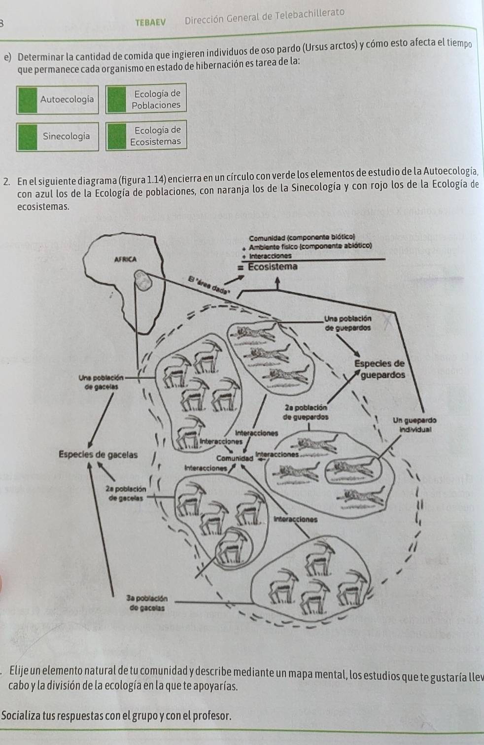 TEBAEV Dirección General de Telebachillerato 
e) Determinar la cantidad de comida que ingieren individuos de oso pardo (Ursus arctos) y cómo esto afecta el tiempo 
que permanece cada organismo en estado de hibernación es tarea de la: 
Ecología de 
Autoecologia Poblaciones 
Ecología de 
Sinecologia Ecosistemas 
2. En el siguiente diagrama (figura 1.14) encierra en un círculo con verde los elementos de estudio de la Autoecología, 
con azul los de la Ecología de poblaciones, con naranja los de la Sinecología y con rojo los de la Ecología de 
ecosistemas. 
Elije un elemento natural de tu comunidad y describe mediante un mapa mental, los estudios que te gustaría llev 
cabo y la división de la ecología en la que te apoyarías. 
Socializa tus respuestas con el grupo y con el profesor.