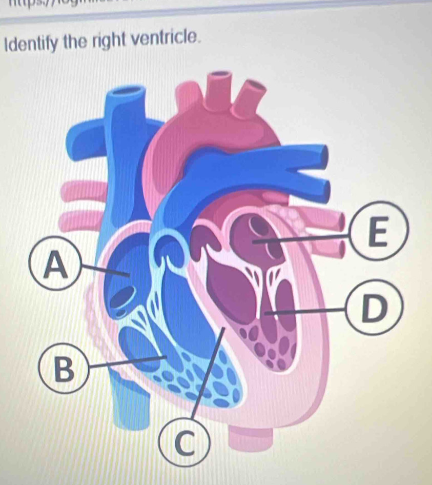 Identify the right ventricle.