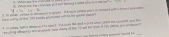 A What are the chances Bf Mary
B. What are the chances of them having a child who is a carrer?
3. In peas, yellow is dominant to green If a pure yellow plant is crossed with a hybrid pea plant,
how many of the 10D seeds produced will be for green plants?
4. In peas, tall is dominant to short. If a pure tall and a pure short plant are cressed, and the
resulting offspring are crossed, how many of the F2 will be short if 120 plants are produced?
o hybrid yellow parents would be .