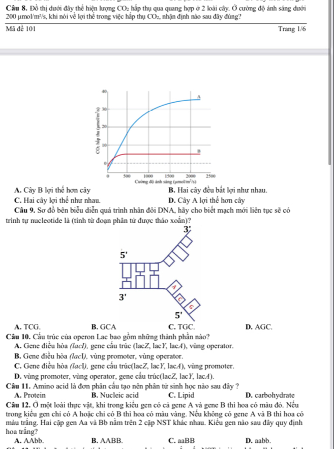Đồ thị dưới đây thể hiện lượng CO_2 hấp thụ qua quang hợp ở 2 loài cây. Ở cường độ ánh sáng dưới
200 µmol/m²/s, khi nói về lợi thế trong việc hấp thụ CO_2 , nhận định nào sau đây đúng?
Mã đề 101 Trang 1/6
A. Cây B lợi thế hơn cây B. Hai cây đều bất lợi như nhau.
C. Hai cây lợi thế như nhau. D. Cây A lợi thế hơn cây
Câu 9. Sơ đồ bên biểu diễn quá trình nhân đôi DNA, hãy cho biết mạch mới liên tục sẽ có
trình tự nucleotide là (tính từ đoạn phân tử được tháo xoắn)?
A. TCG. D. AGC.
Cầu 10. Cầu trúc của operon Lac bao gồm những thành phần nào?
A. Gene điều hòa (lacI), gene cầu trúc (lacZ, lacY, lac4), vùng operator.
B. Gene điều hòa (lacl), vùng promoter, vùng operator.
C. Gene điều hòa (lacI), gene cấu trúc(lacZ, lacY, lac4), vùng promoter.
D. vùng promoter, vùng operator, gene cầu trúc(lacZ, lacY, lacA).
Câu 11. Amino acid là đơn phân cấu tạo nên phân tử sinh học nào sau đây ?
A. Protein B. Nucleic acid C. Lipid D. carbohydrate
Câu 12. Ở một loài thực vật, khi trong kiểu gen có cả gene A và gene B thì hoa có màu đỏ. Nếu
trong kiểu gen chi có A hoặc chi có B thì hoa có màu vàng. Nếu không có gene A và B thì hoa có
màu trăng. Hai cặp gen Aa và Bb năm trên 2 cặp NST khác nhau. Kiểu gen nào sau đây quy định
hoa trắng?
A. AAbb. B. AABB. C. aaBB D. aabb.