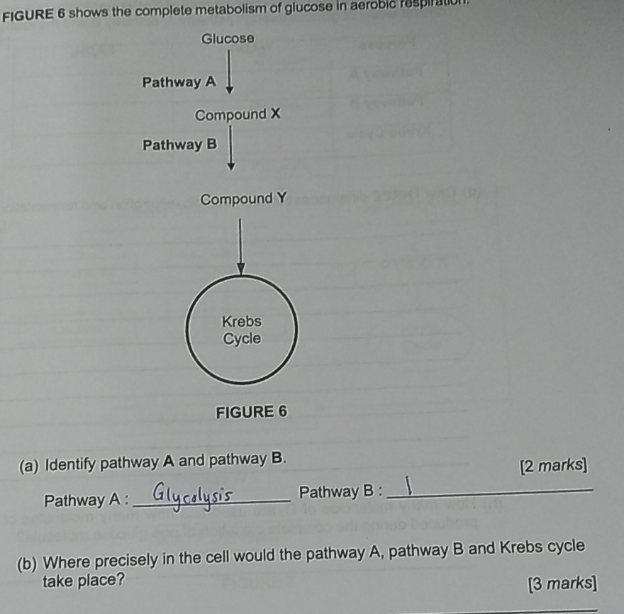 FIGURE 6 shows the complete metabolism of glucose in aerobic respiration. 
Glucose 
Pathway A 
Compound X
Pathway B 
Compound Y
Krebs 
Cycle 
FIGURE 6 
(a) Identify pathway A and pathway B. 
[2 marks] 
Pathway A :_ Pathway B :_ 
(b) Where precisely in the cell would the pathway A, pathway B and Krebs cycle 
take place? 
[3 marks]