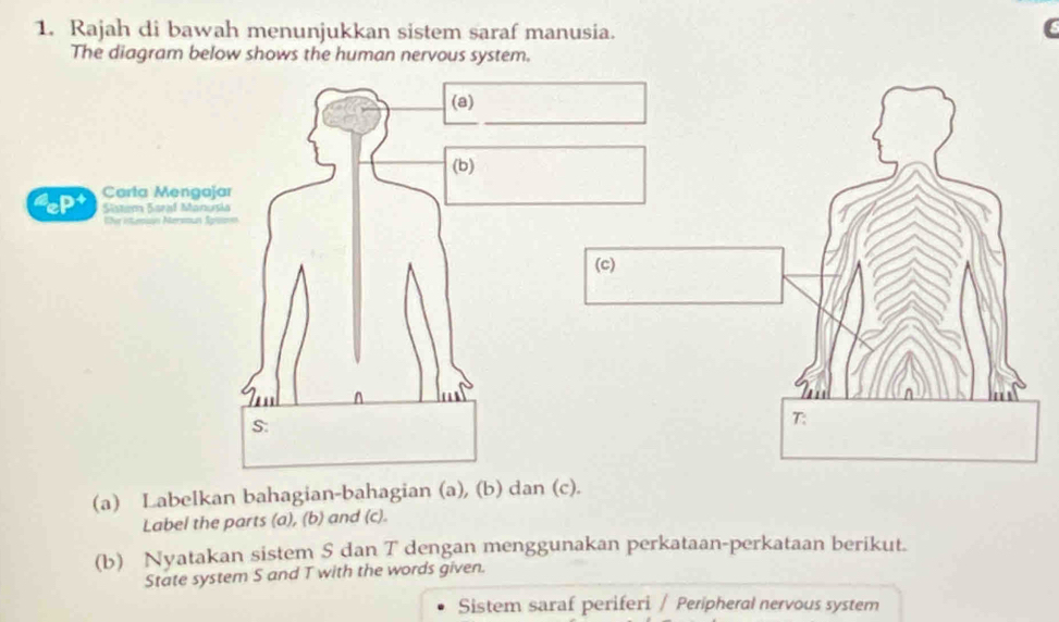 Rajah di bawah menunjukkan sistem saraf manusia. 
The diagram below shows the human nervous system. 
(a) Labelkan bahagian-bahagian (a), (b) dan (c). 
Label the parts (a), (b) and (c). 
(b) Nyatakan sistem S dan T dengan menggunakan perkataan-perkataan berikut. 
State system S and T with the words given. 
Sistem saraf periferi / Peripheral nervous system