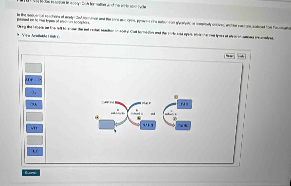 Nol redox reaction in acetyl CoA formation and the citric acid cycle 
passed on to two types of electron acceptors. 
In the sequential reactions of acetyl CoA formation and the citric acid cycle, pyruvate (the output from glycolysis) is completely oxidized, and the electrons produced from this sxidation 
Drag the labels on the left to show the net redox reaction in acetyi CoA formation and the citric acid cycle. Note that two types of electron carriers are invelved. 
View Avaliable Hint(s) 
Roset Holp
ADP+P
O_1
a 
pyruvate NAD'
CO_3 FAD 
in 
in 
oxidized to reduced to aod reduced in 
b 
a 
NADH FADHg 
ATP
H_2O
Submil