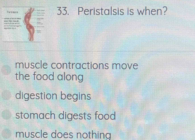 Peristalsis is when?
muscle contractions move
the food along
digestion begins
stomach digests food
muscle does nothing