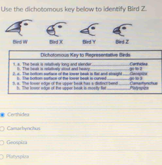 Use the dichotomous key below to identify Bird Z.
Bird W Bird X Bird Y Bird Z
Dichotomous Key to Representative Birds
1. a. The beak is relatively long and slender_ _go to 2 Certhidea
b. The beak is relatively stout and heavy
2. a. The bottom surface of the lower beak is flat and straight_ Geospiza
b. The bottom surface of the lower beak is curved
3. a. The lower edge of the upper beak has a distinct bend _go to 3 Camarhynchus
b. The lower edge of the upper beak is mostly flat _Platyspiza
Certhidea
Camarhynchus
Geospiza
Platyspiza