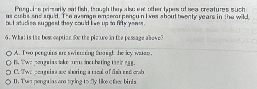 Penguins primarily eat fish, though they also eat other types of sea creatures such
as crabs and squid. The average emperor penguin lives about twenty years in the wild,
but studies suggest they could live up to fifty years.
6. What is the best caption for the picture in the passage above?
A. Two penguins are swimming through the icy waters.
B. Two penguins take turns incubating their egg.
C. Two penguins are sharing a meal of fish and crab.
D. Two penguins are trying to fly like other birds.