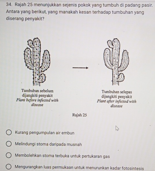 Rajah 25 menunjukkan sejenis pokok yang tumbuh di padang pasir.
Antara yang berikut, yang manakah kesan terhadap tumbuhan yang
diserang penyakit?
Tumbuhan sebelum Tumbuhan selepas
dijangkiti penyakit dijangkiti penyakit
Plant before infected with Plant after infected with
disease disease
Rajah 25
Kurang pengumpulan air embun
Melindungi stoma daripada musnah
Membolehkan stoma terbuka untuk pertukaran gas
Mengurangkan luas permukaan untuk menurunkan kadar fotosintesis