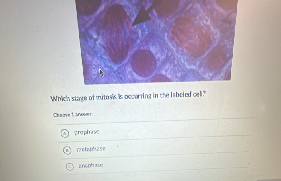 Which stage of mitosis is occurring in the labeled cell?
Choose 1 answer:
A prophase
metaphase
anaphase