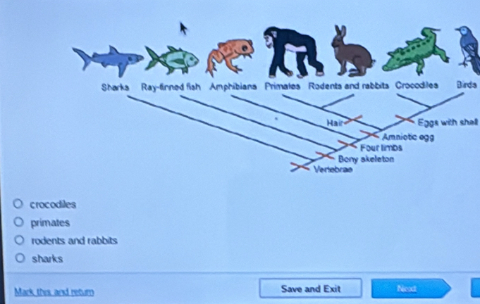 Sharks Ray-finned fish Amphibians Primales Rodents and rabbits Crocodiles Birda
Hair Eggs with shell
Amniotic ogg
Four limbs
Bony skeleton
Veriebrae
crocodiles
primates
rodents and rabbits
sharks
Mark this and retur Save and Exit Next