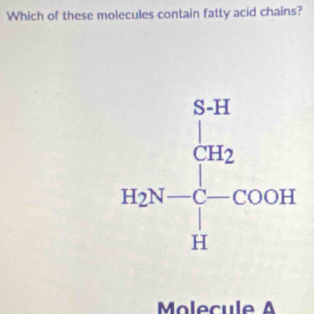 Which of these molecules contain fatty acid chains?
Mo l ecu