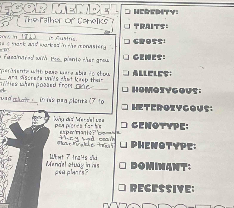 MEN DE heredity: 
The Father Of Genetics TRAITS: 
born in _in Austria. 
CRoss: 
he a monk and worked in the monastery . 
ras 
fascinated with_ plants that grew Genes: 
xperiments with peas were able to show ALLELES: 
_are discrete units that keep their 
ntities when passed from _ 
_ 
homozygous: 
ved_ in his pea plants (7 to HETErOZYGOUs: 
Why did Mendel use GenoType: 
pea plants for his 
experiments? k 
PHenoTYPE: 
What 7 traits did 
Mendel study in his DOMINANT: 
pea plants? 
recessive: