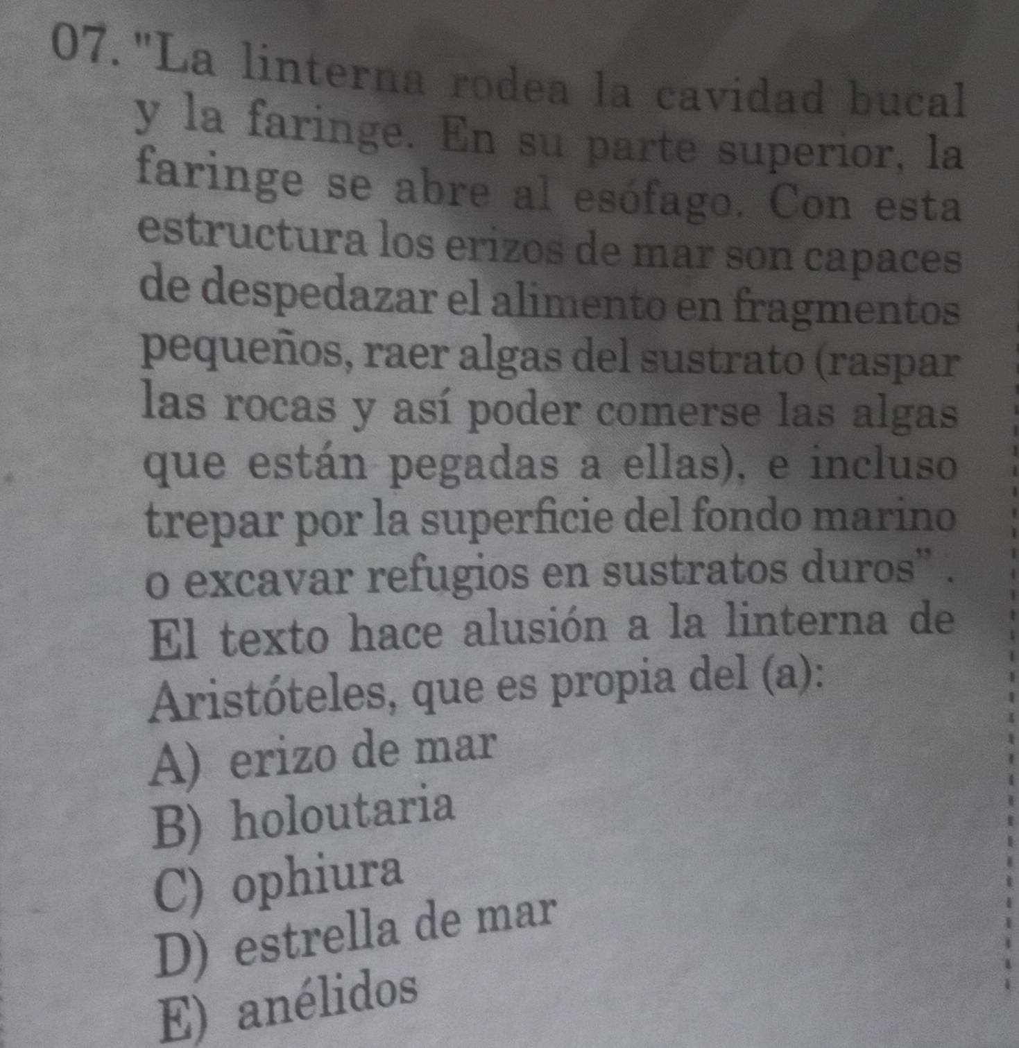 "La linterna rodea la cavidad bucal
y la faringe. En su parte superior, la
faringe se abre al esófago. Con esta
estructura los erizos de mar son capaces
de despedazar el alimento en fragmentos
pequeños, raer algas del sustrato (raspar
las rocas y así poder comerse las algas
que están pegadas a ellas), e incluso
trepar por la superficie del fondo marino
o excavar refugios en sustratos duros'' .
El texto hace alusión a la linterna de
Aristóteles, que es propia del (a):
A) erizo de mar
B) holoutaria
C) ophiura
D) estrella de mar
E) anélidos