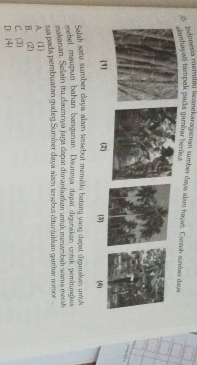 Indonesia memiliki keanekaragaman sumber daya alam hayati. Contoh sumber daya
amhayati tampak pada gambar berikut.
Oacay
(1) (2) (3) (4)
Salah satu sumber daya alam tersebut memiliki batang yang dapat digunakan untuk
mebel maupun bahan bangunan. Daunnya dapat digunakan untuk pembungkus
makanan. Selain itu,daunnya juga dapat dimanfaatkan untuk menambah warna merah
tua pada pembuatan gudeg.Sumber daya alam tersebut ditunjukkan gambar nomor …
A. (1)
B. (2)
C. (3)
D. (4)