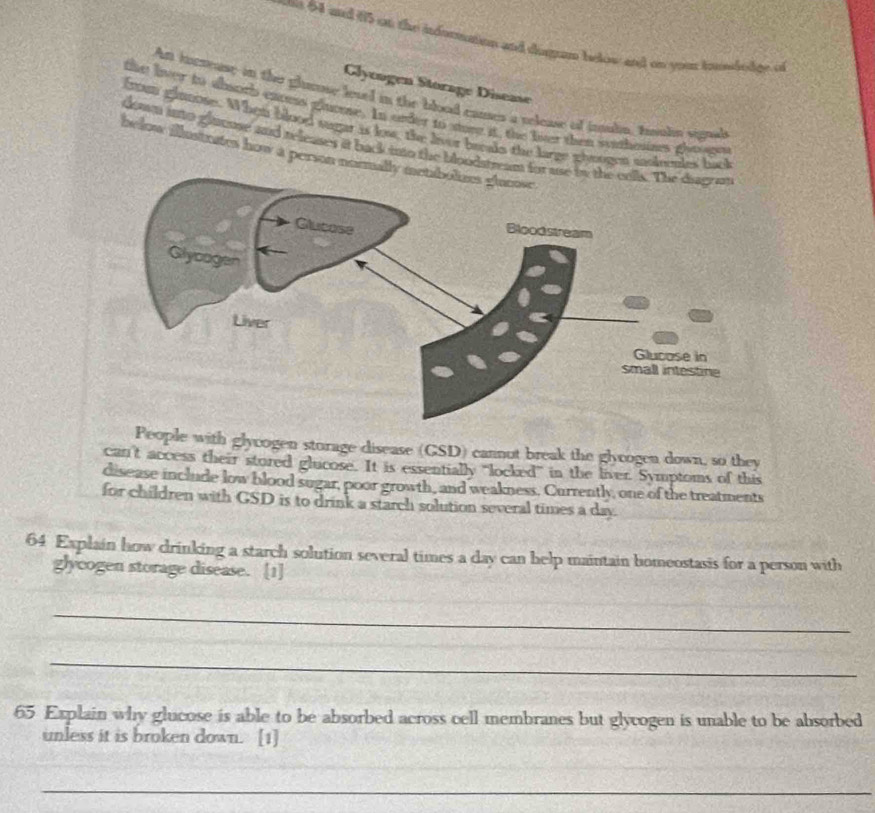 ont 64 and 65 at the indormaion and durgum below and on your tonbodge of 
Glyengen Storage Disease 
Ant incsease in the glrose lesel in the blood cames a release of inuln, tuls signal 
the liver to abaoth enoms gluome. In order to store it, the loer then syithoines glroog 
frown glmmose. When blood sugar is low, the liver breaks the large ghmogen ooirenies 
down into glnouse and releases it back into the bloodstre 
below flusinates how a person no 
People with glycogen storage disease (GSD) cannut break the glycogen down, so they 
can't access their stored glucose. It is essentially “locked” in the liver. Symptoms of this 
disease include low blood sugar, poor growth, and weakness. Currently, one of the treatments 
for children with GSD is to drink a starch solution several times a day. 
64 Explain how drinking a starch solution several times a day can help maintain homeostasis for a person with 
glycogen storage disease. [1] 
_ 
_ 
65 Explain why glucose is able to be absorbed across cell membranes but glycogen is unable to be absorbed 
unless it is broken down. [1] 
_