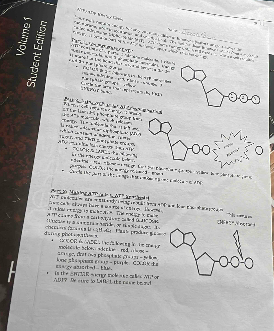 ATP/ADP Energy Cycle
9
Name
Your cells require energy to carry out many different functions (active transport across the
 ATP consists of 3 parts: 1 adenine molecule, 1 ribos
membrane, protein synthesis, and cell division). The fuel for these functions comes from a molecul
called adenosine triphosphate (ATP). ATP stores energy until a cell needs it. When a cell requires
energy, it breaks part of the ATP molecule apart which releases energy
Part 1: The structure of ATP
sugar molecule, and 3 phosphate molecules. Energy
is stored in the bond that is found between the 2^(nd)
and 3^(rd) phosphate groups.
COLOR & the following in the ATP molecules
below: adenine - red, ribose - orange, 3
phosphate groups - yellow.
Circle the area that represents the HIGH
ENERGY bond.
Part 2: Using ATP! (a.k.a ATP decomposition)
When a cell requires energy, it breaks
off the last (3ª) phosphate group fro
the ATP molecule, which releases
energy. The molecule that is left over
is called adenosine diphosphate (ADP
which consists of adenine, ribose
sugar, and TWO phosphate groups.
ADP contains less energy than ATP.
COLOR & LABEL the following 
in the energy molecule below:
adenine - red, ribose - orange, fgroups - yellow, lone phosphate group
purple. COLOR the energy released - green.
Circle the part of the image that makes up one molecule of ADP.
Part 3: Making ATP (a.k.a. ATP Synthesis)
ATP molecules are constantly being rebuilt from ADP and lone phosphate groups.
that cells always have a source of energy. However,
This ensures
it takes energy to make ATP. The energy to make ENERGY Absorbed
ATP comes from a carbohydrate called GLUCOSE.
Glucose is a monosaccharide, or simple sugar. Its
chemical formula is C_6H_12O_6. Plants produce glucos
during photosynthesis.
COLOR & LABEL the following in the energy
molecule below: adenine - red, ribose -
orange, first two phosphate groups -- yellow,
lone phosphate group -- purple. COLOR the
energy absorbed - blue.
Is the ENTIRE energy molecule called ATP or
ADP? Be sure to LABEL the name below!