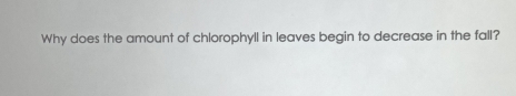 Why does the amount of chlorophyll in leaves begin to decrease in the fall?