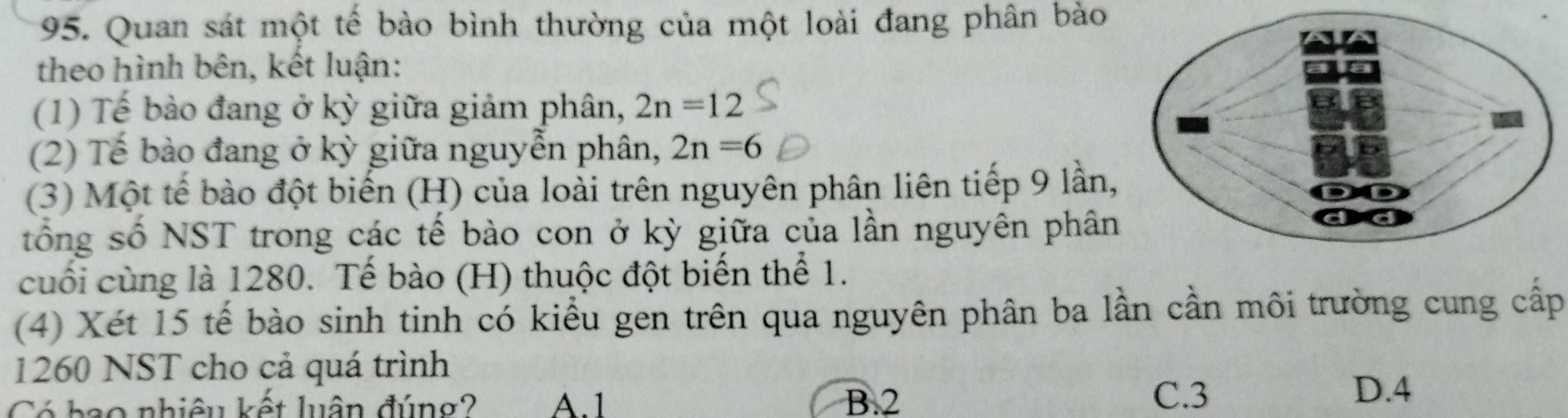 Quan sát một tế bào bình thường của một loài đang phân bào
theo hình bên, kết luận:
(1) Tế bảo đang ở kỳ giữa giảm phân, 2n=12
(2) Tế bảo đang ở kỳ giữa nguyễn phân, 2n=6
(3) Một tế bào đột biến (H) của loài trên nguyên phân liên tiếp 9 lần,
tổng số NST trong các tế bào con ở kỳ giữa của lần nguyên phân
cuối cùng là 1280. Tế bào (H) thuộc đột biến thể 1.
(4) Xét 15 tế bào sinh tinh có kiểu gen trên qua nguyên phân ba lần cần môi trường cung cấp
1260 NST cho cả quá trình
Có bao nhiệu kết luận đúng? A. 1 B. 2
C. 3 D. 4