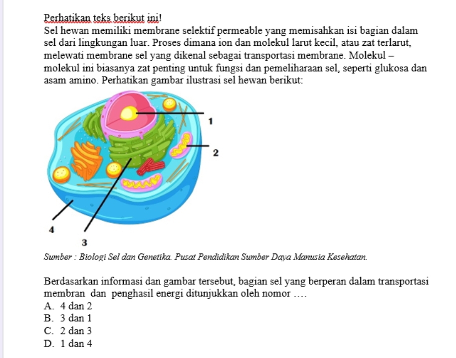 Perhatikan teks berikut ini!
Sel hewan memiliki membrane selektif permeable yang memisahkan isi bagian dalam
sel dari lingkungan luar. Proses dimana ion dan molekul larut kecil, atau zat terlarut,
melewati membrane sel yang dikenal sebagai transportasi membrane. Molekul -
molekul ini biasanya zat penting untuk fungsi dan pemeliharaan sel, seperti glukosa dan
asam amino. Perhatikan gambar ilustrasi sel hewan berikut:
Sumber : Biologi Sel dan Genetika. Pusat Pendidikan Sumber Daya Manusia Kesehatan.
Berdasarkan informasi dan gambar tersebut, bagian sel yang berperan dalam transportasi
membran dan penghasil energi ditunjukkan oleh nomor …
A. 4 dan 2
B. 3 dan 1
C. 2 dan 3
D. 1 dan 4